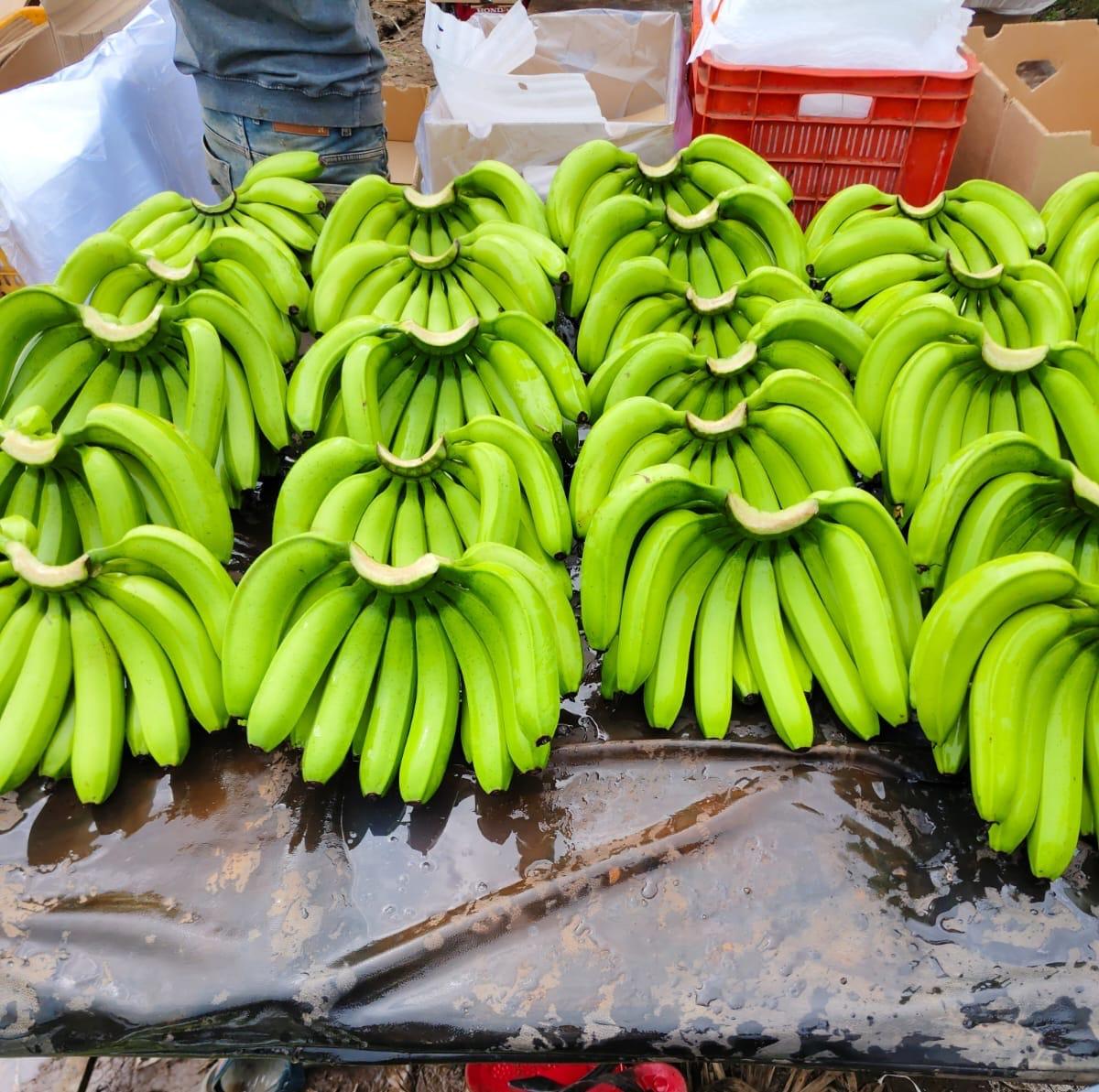 Fresh Bananas