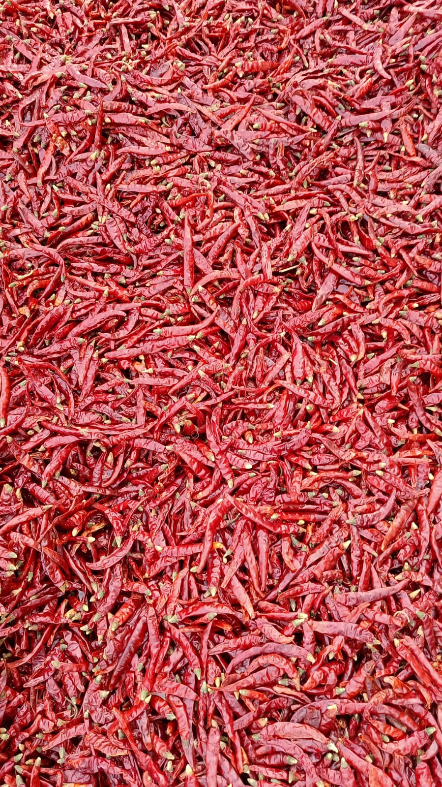 Dry Red Chillies