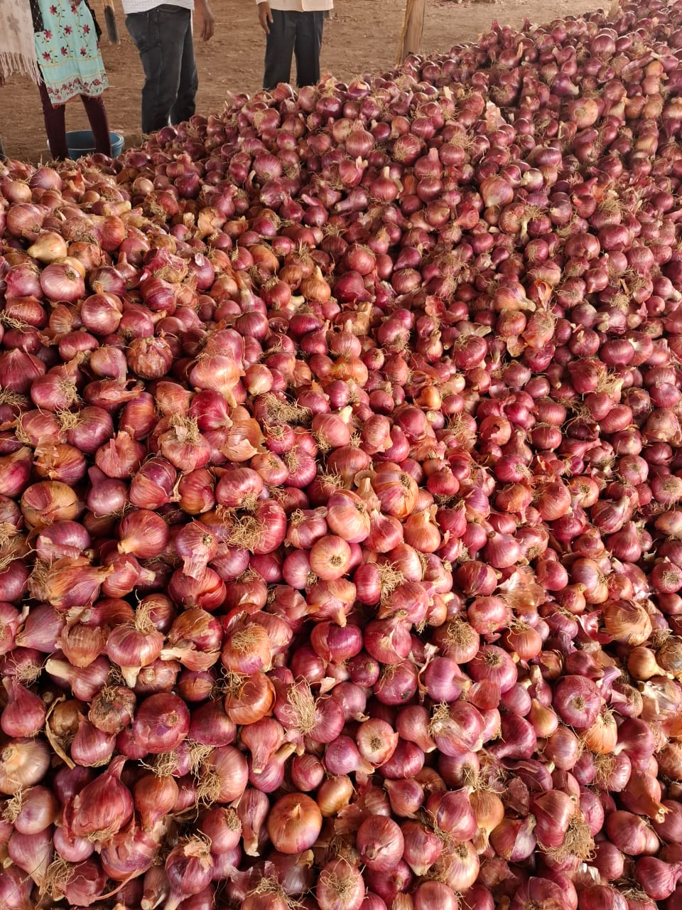 Fresh Red Onions