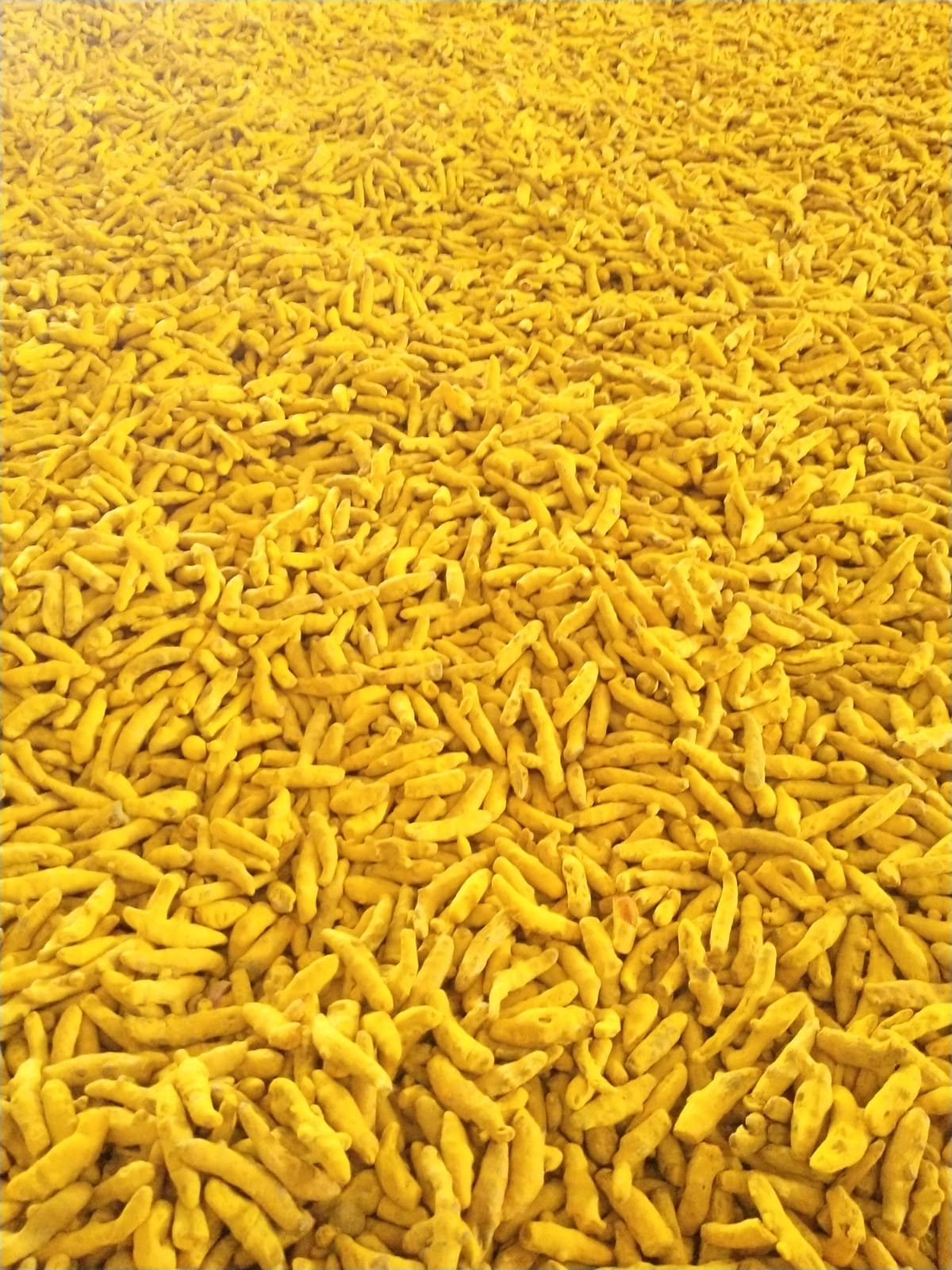 Turmeric